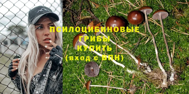 Псилоцибиновые грибы Psilocybine cubensis  купить  сайты  Рыбное 